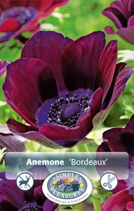 Anemone Bordeaux | Capper 5 x 16