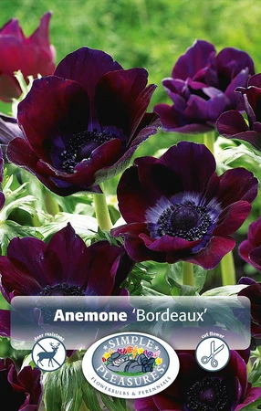 Anemone Coronaria Bordeaux | Cappers 10 x 20