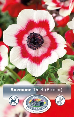 Anemone Duet (bicolor) | Capper 5 x 16