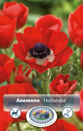 Anemone Hollandia | Capper 5 x 16