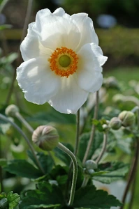 Anemone Honorine Jobert