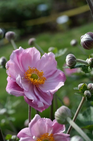 Anemone Konigin Charlotte (hybrida)