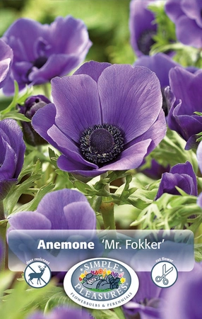 Anemone Mr. Fokker | Capper 5 x 16