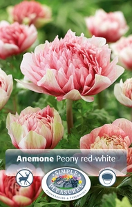 Anemone Peony Red/White | Capper 5 x 16