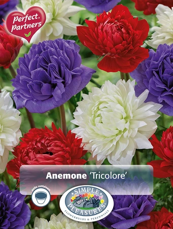 Anemone Peony Tricolore | Cappers 6 x 20