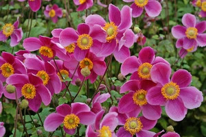 Anemone Prinz Heinrich (hupehensis)