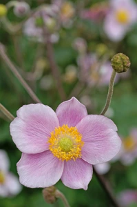 Anemone Robustissima