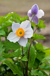 Anemone Ruffled Swan