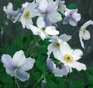 Anemone Wild Swan (hybrida)