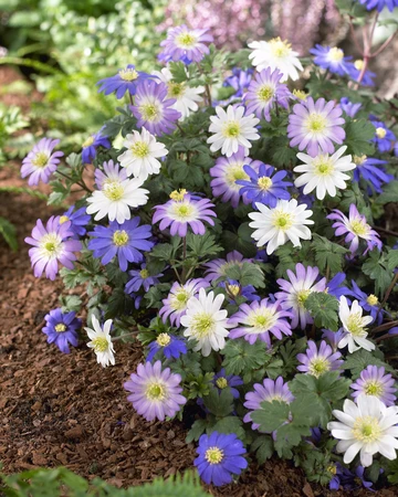 Anemones blanda Mixed