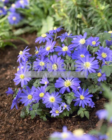 Anemones Blue Shade