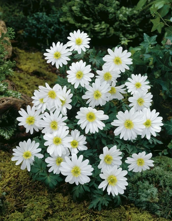 Anemones White Splendour