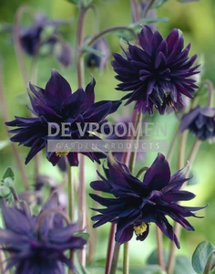 Aquilegia Black Barlow