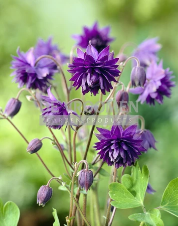 Aquilegia Blue Barlow