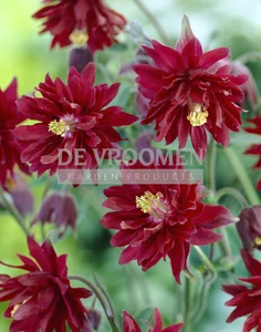 Aquilegia Ruby Port