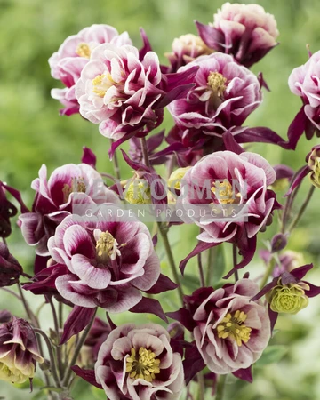 Aquilegia Winky Red and White