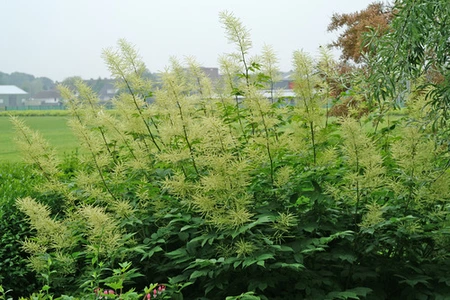 Aruncus Dioicus