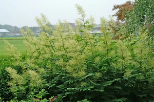 Aruncus Dioicus