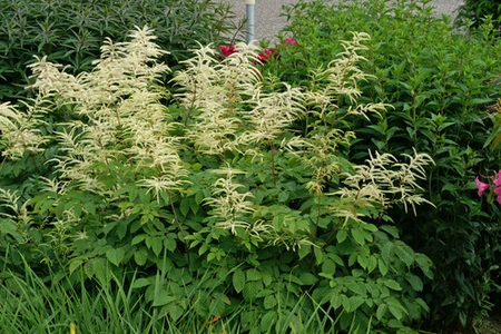 Aruncus Dioicus Kneiffii