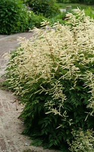 Aruncus Horatio