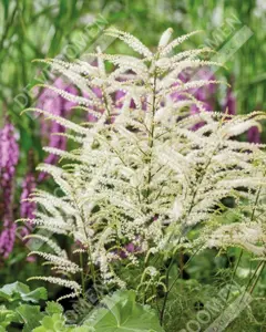 Aruncus Silver Filigree | 250 pce