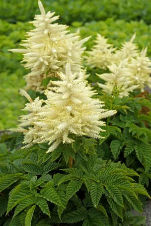 Aruncus Sparkles