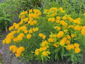 Asclepias Hello Yellow