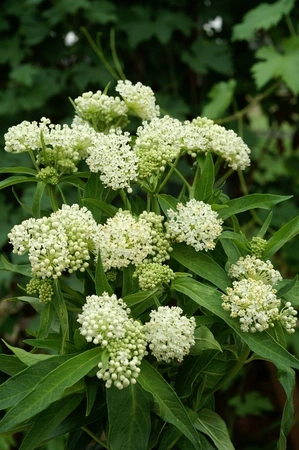 Asclepias Ice Ballet