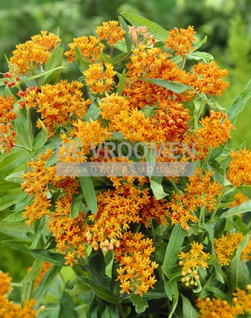 Asclepias Tuberosa