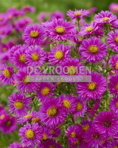 Aster Jenny