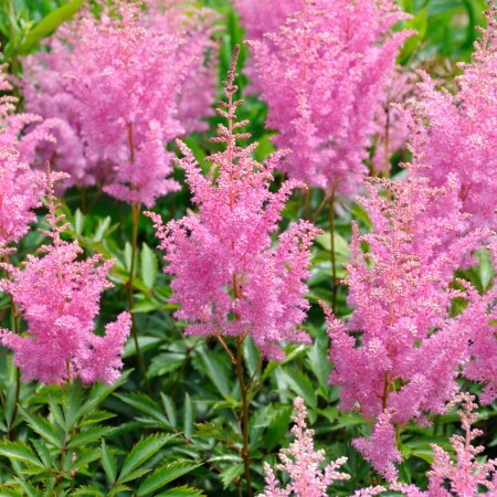 Wholesale Astilbe Bare Roots - De Vroomen US