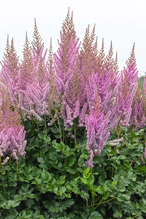 Astilbe Black Pearls PBR