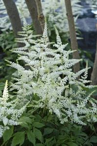 Astilbe Bridal Veil