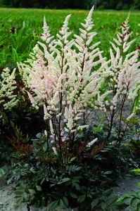 Astilbe Bumalda (arendsii)