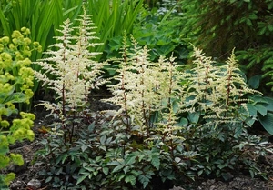 Astilbe Cappuccino PBR