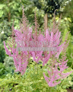 Astilbe Color Flash Lime PBR