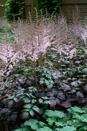 Astilbe Color Flash PBR