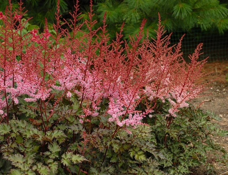 Astilbe Delft Lace PBR