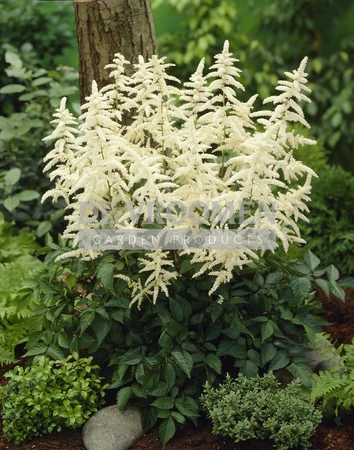 Astilbe Deutschland