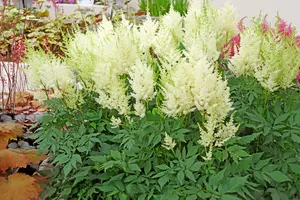 Astilbe Donna