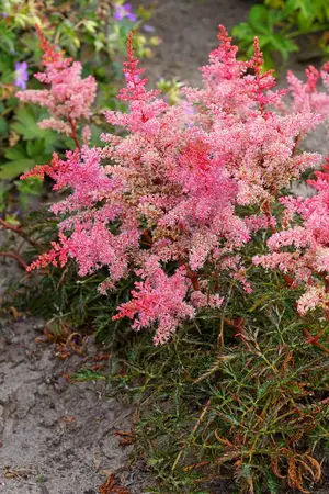 Astilbe Eden's Phoenix(TM)