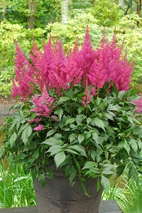 Astilbe Elisabeth van Veen