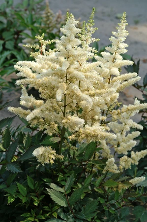 Astilbe Ellie (japonica)