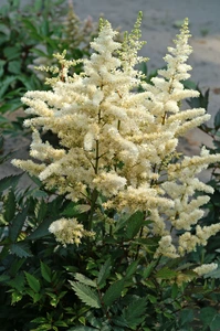 Astilbe Ellie (japonica)