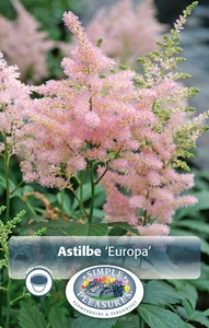 Astilbe Europa | Capper 5 x 16