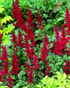 Astilbe Fanal