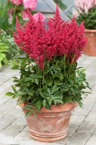 Astilbe Fireberry PBR