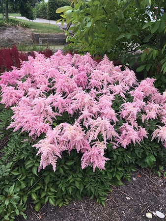 Astilbe Fireworks Pink PBR