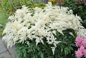 Astilbe Fireworks White PBR