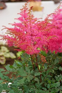 Astilbe Freya PBR